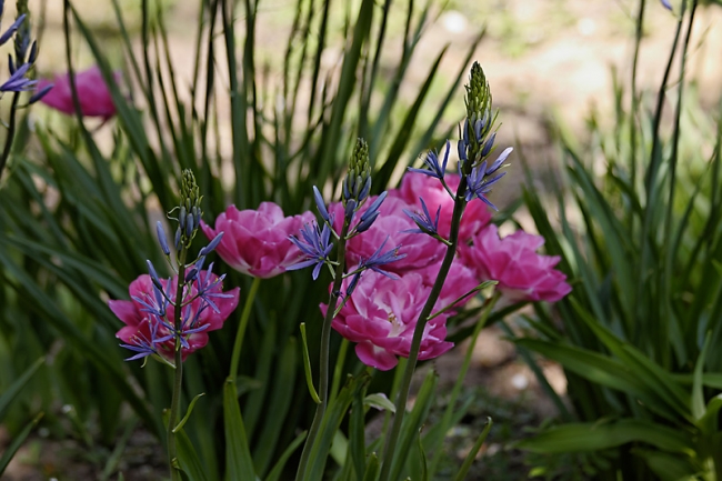 Jardin des Impressionnistes-030